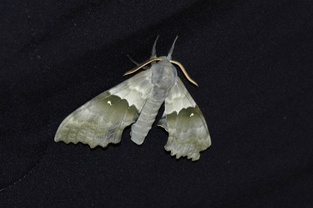 005 2008-05306940 Pointe Rok, MA.jpg - Big Poplar (Modest) Sphynx Moth Pachysphinx modesta]. Pointe Rok, MA, 5-30-2008